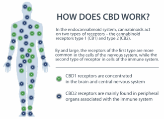 how does cbd work