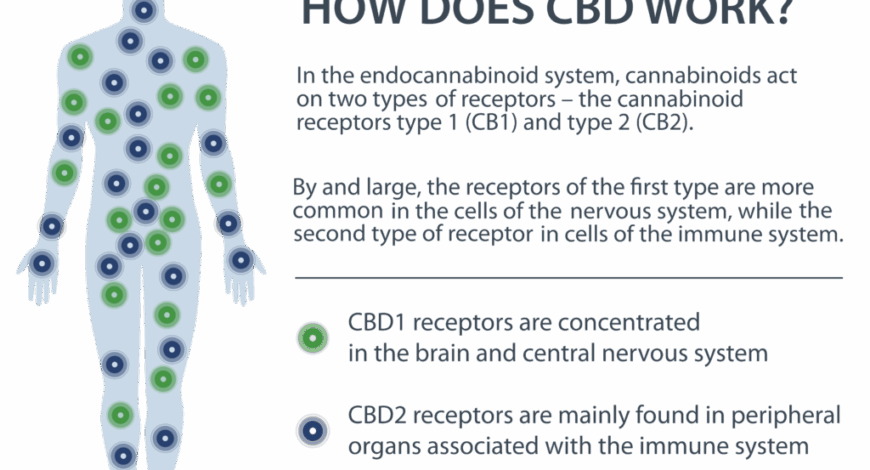 how does cbd work